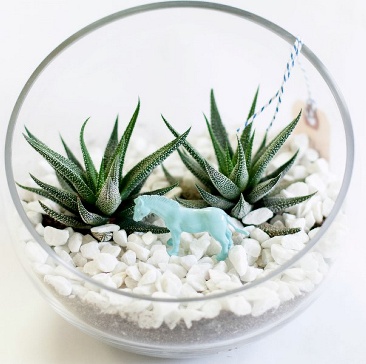 Haworthia Safari Bowl  |  Toronto best florist Periwinkle Flowers